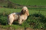 PTIT BASSET GRIFFON V.  009